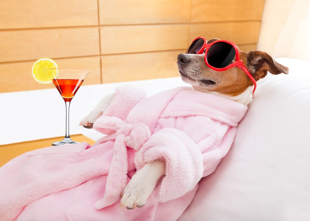 Dog with sunglasses, a robe, and a martini sitting back and relaxing in a dog spa.