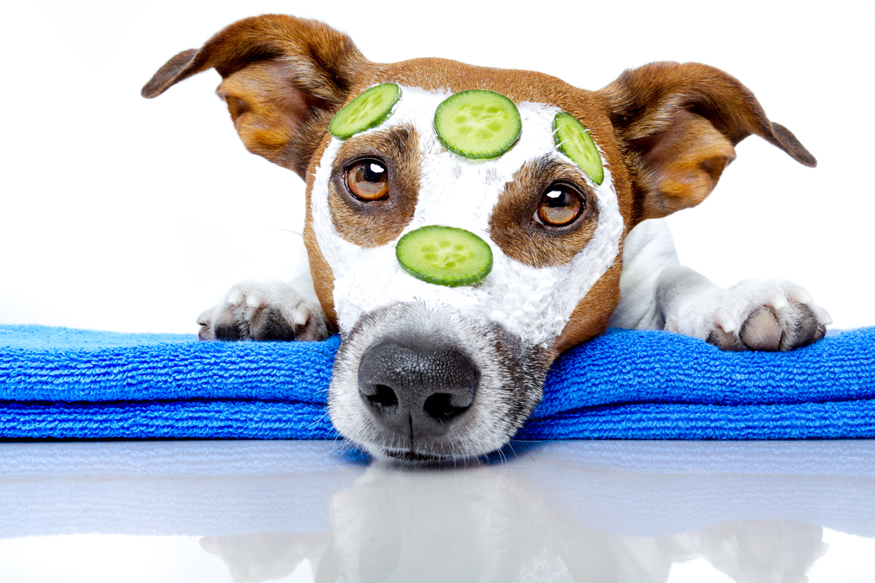 Funny picture of a dog with a beauty mask.