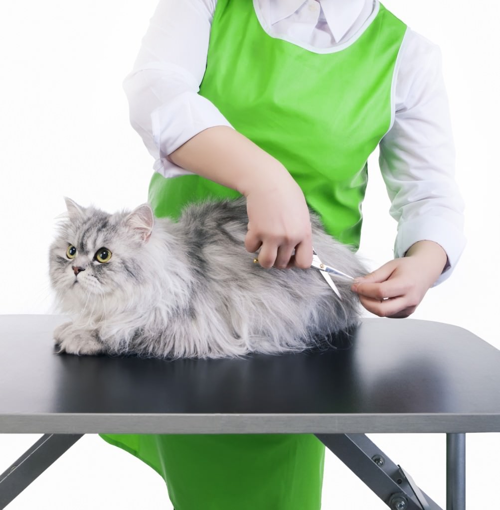 Cat groomer