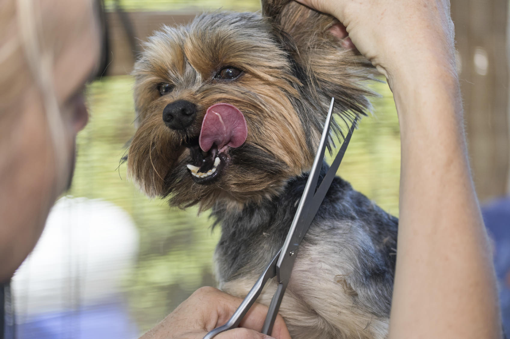 A pet grooming trainee grooming a yorkshire terrier dog with scissors. The trainee is learning how to become a pet groomer.