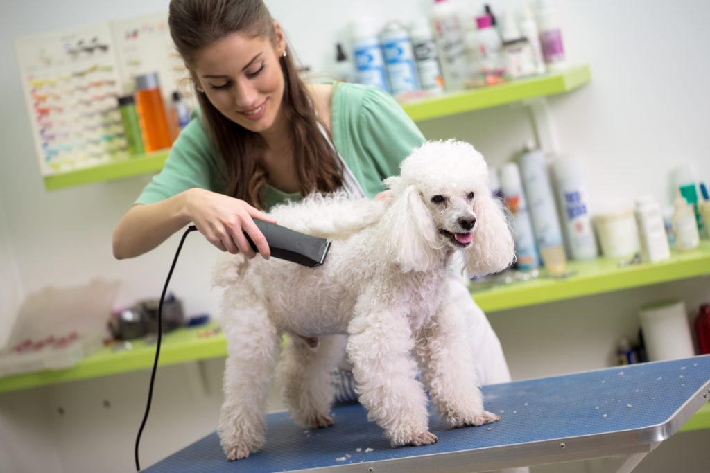 A smling petgroomer grooming a dog with clippers.