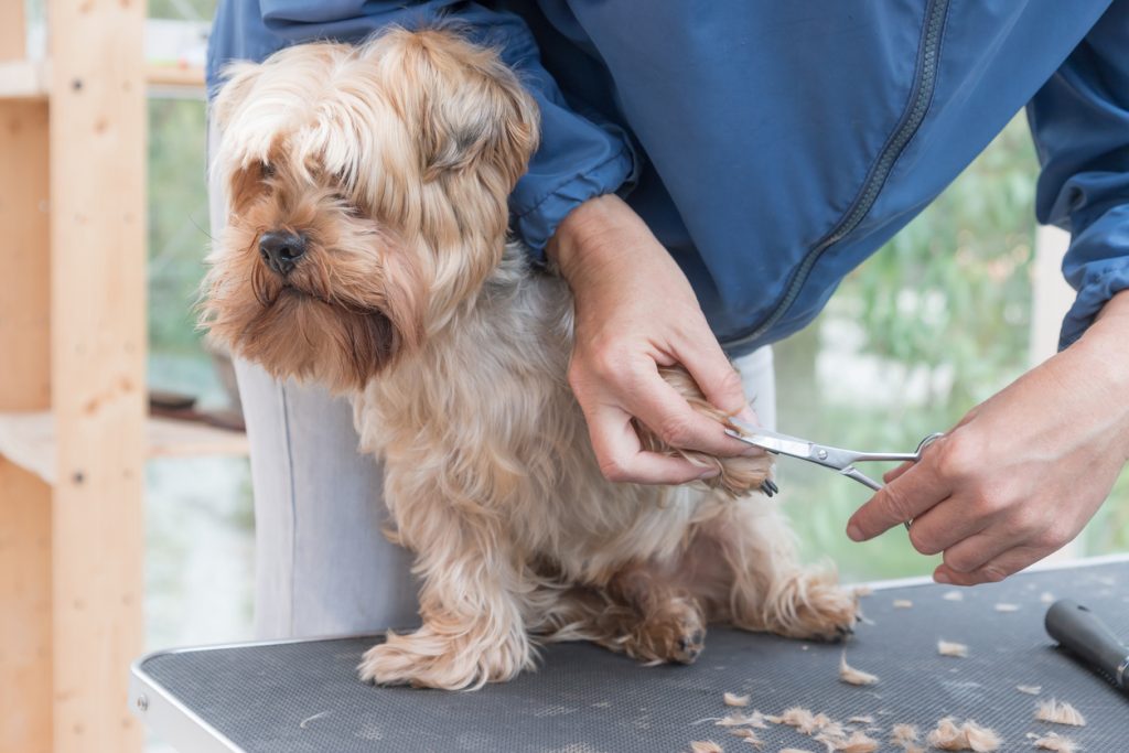 Veteran Petgroomer grooming the paws of a Yorkie dog. The future outlook of pet grooming jobs is very stable.