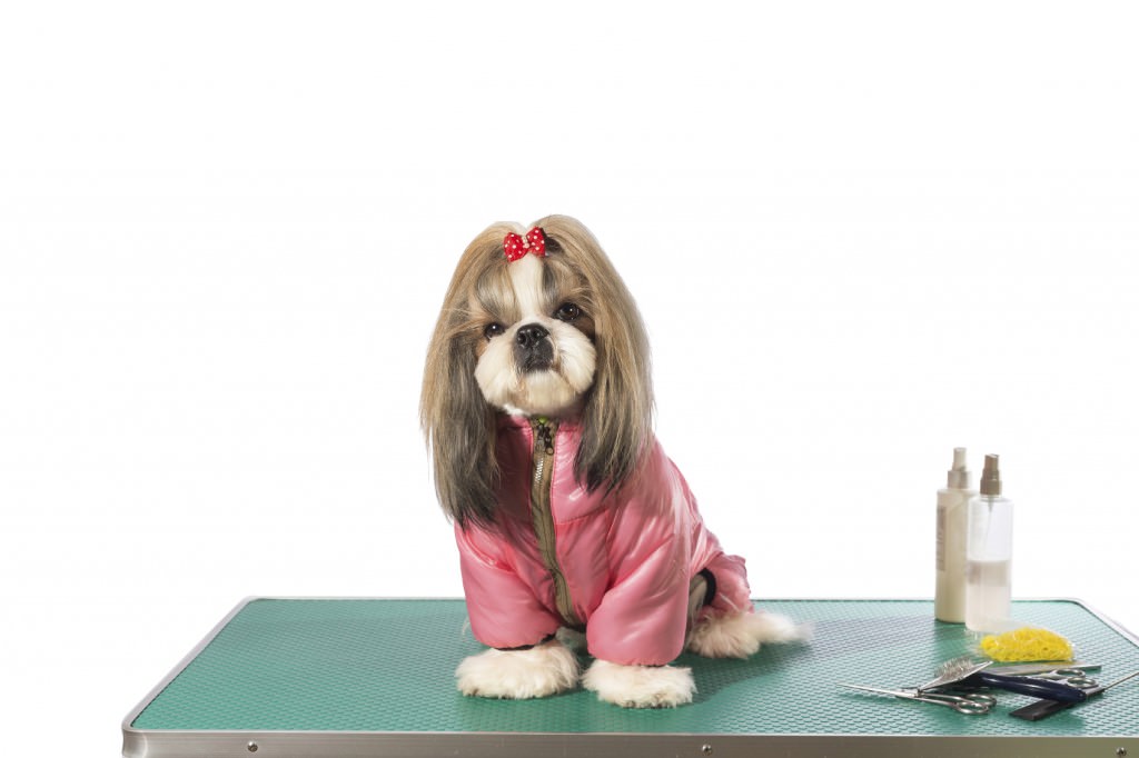 A well-groomed beautiful Shi Tzu dog sitting on a trainee pet groomer's table. The dog wears a cute pink vest.