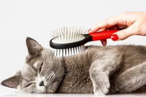 Hartly Delaware cat groomer