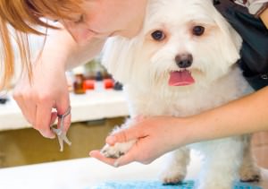 Montcoal WV dog groomer